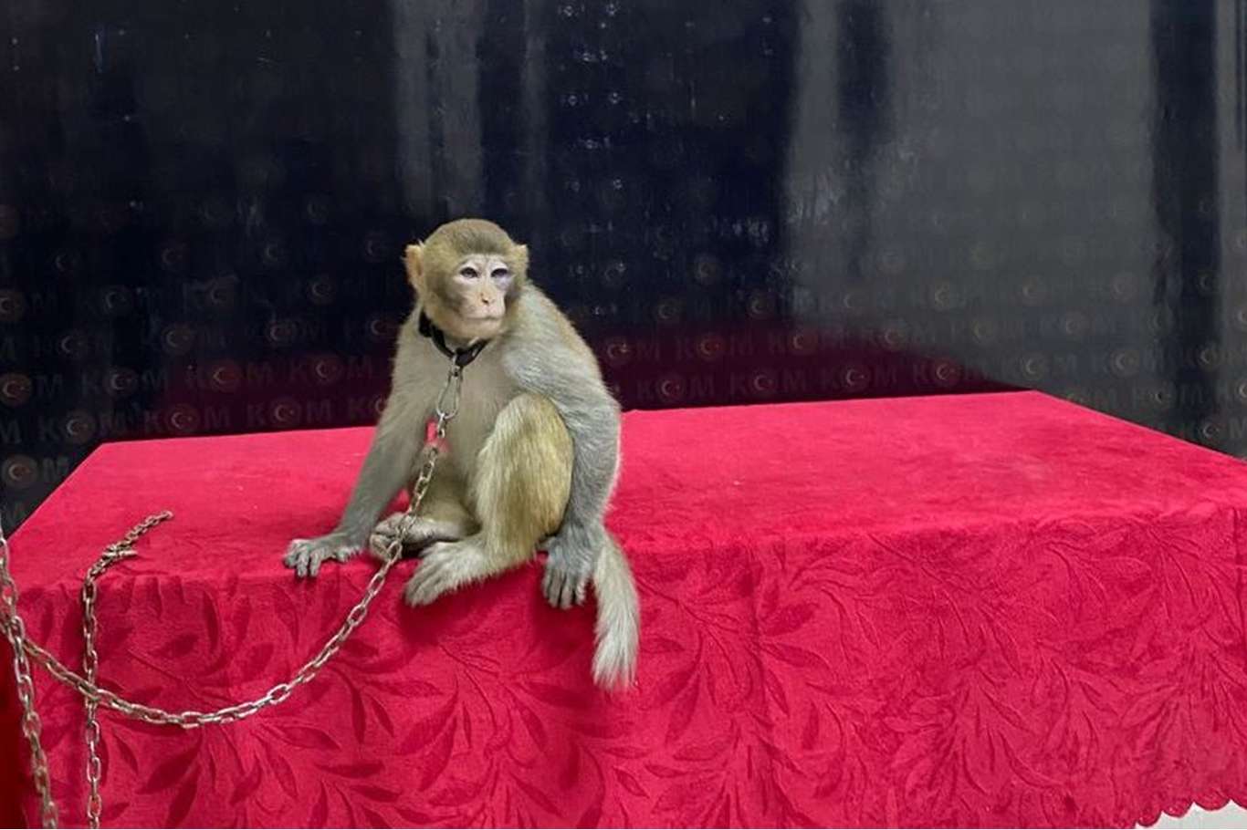 Araçta bulunan makak maymunu koruma altına alındı